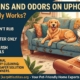 Pet Stains and Odors on Upholstery: What Really Works?